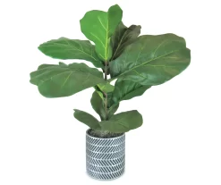 36" Fig Plant In Silver Cement Pot