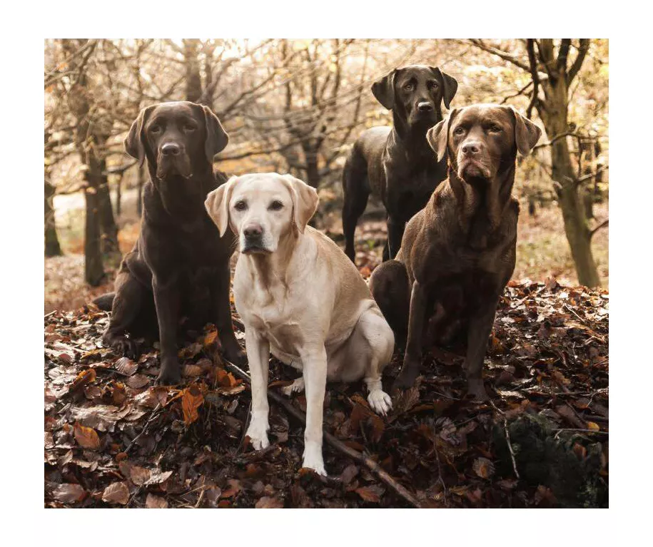 Raschel Brown Labs Throw, (50" X 60") 1 Raschel Brown Labs Throw, (50" X 60")